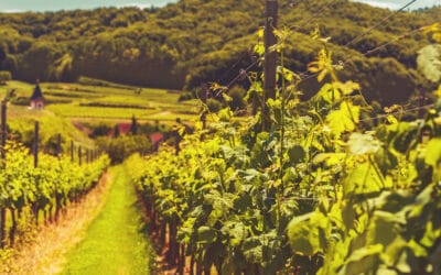 Sunbury Winery Limo Tours