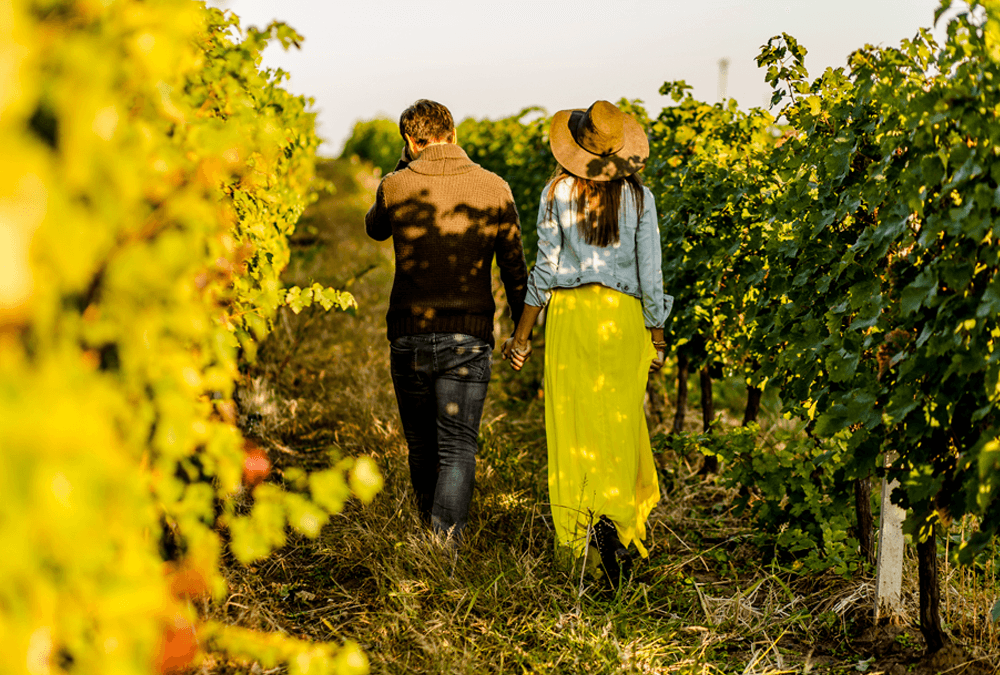 Limousine Winery Tours Around Melbourne